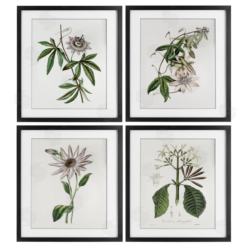 CAD Designs Various Vintage Botanicals Black Framed Print Under Glass Set