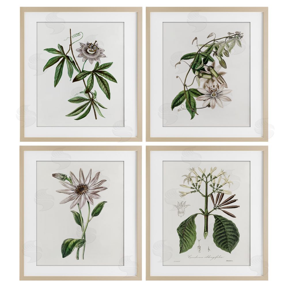 CAD Designs Various Vintage Botanicals Birch Framed Print Under Glass Set