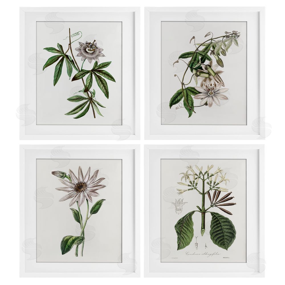 CAD Designs Various Vintage Botanicals White Framed Print Under Glass Set