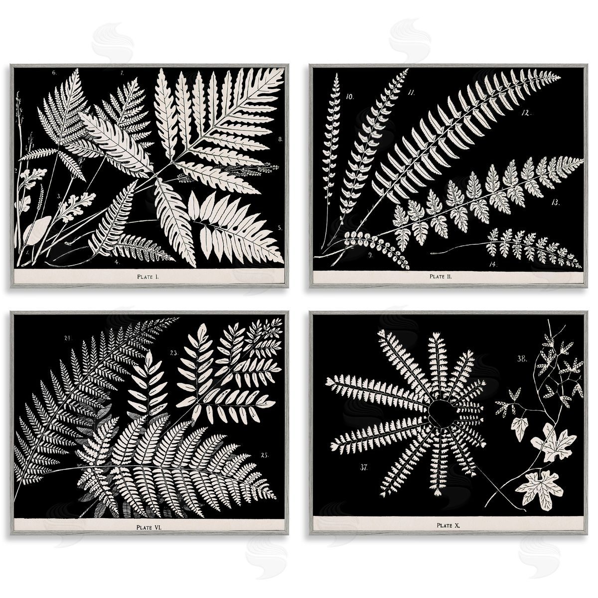 Ferns Studies with Stark Contrast Grey Frame Print Wall Art, Home Decor by Phillipa Katz