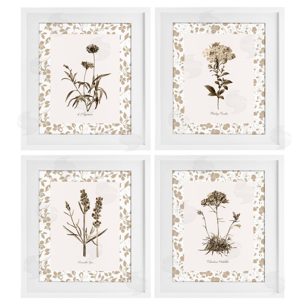 Kelly Donovan Neutral Imperial Flower Studies White Framed Print Under Glass Wall Art