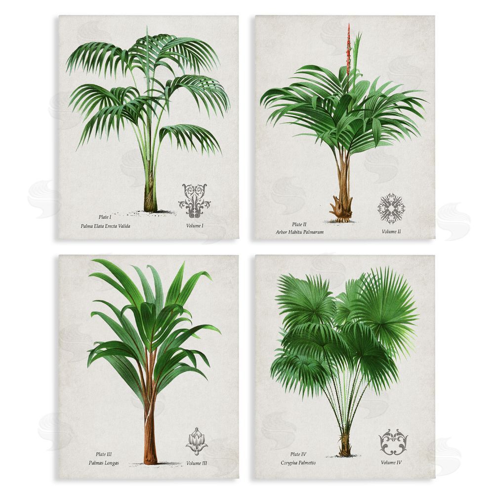 Natalie Carpentieri Palm Varieties Studies Stretched Canvas Wall Art Print