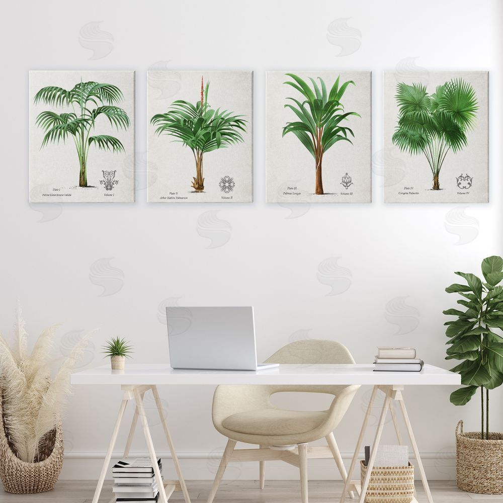 Natalie Carpentieri Palm Varieties Studies Canvas Wall Art Print in Room