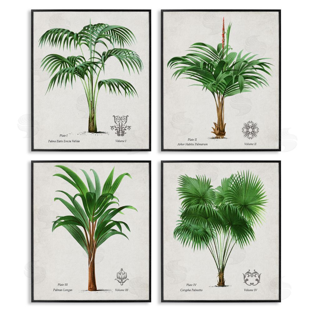 Natalie Carpentieri Palm Varieties Studies Black Framed Giclee Wall Art Print