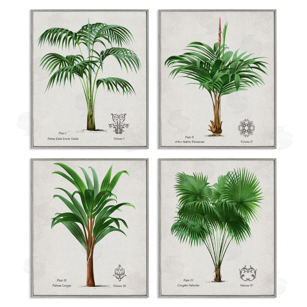 Natalie Carpentieri Palm Varieties Studies Gray Framed Giclee Wall Art Print