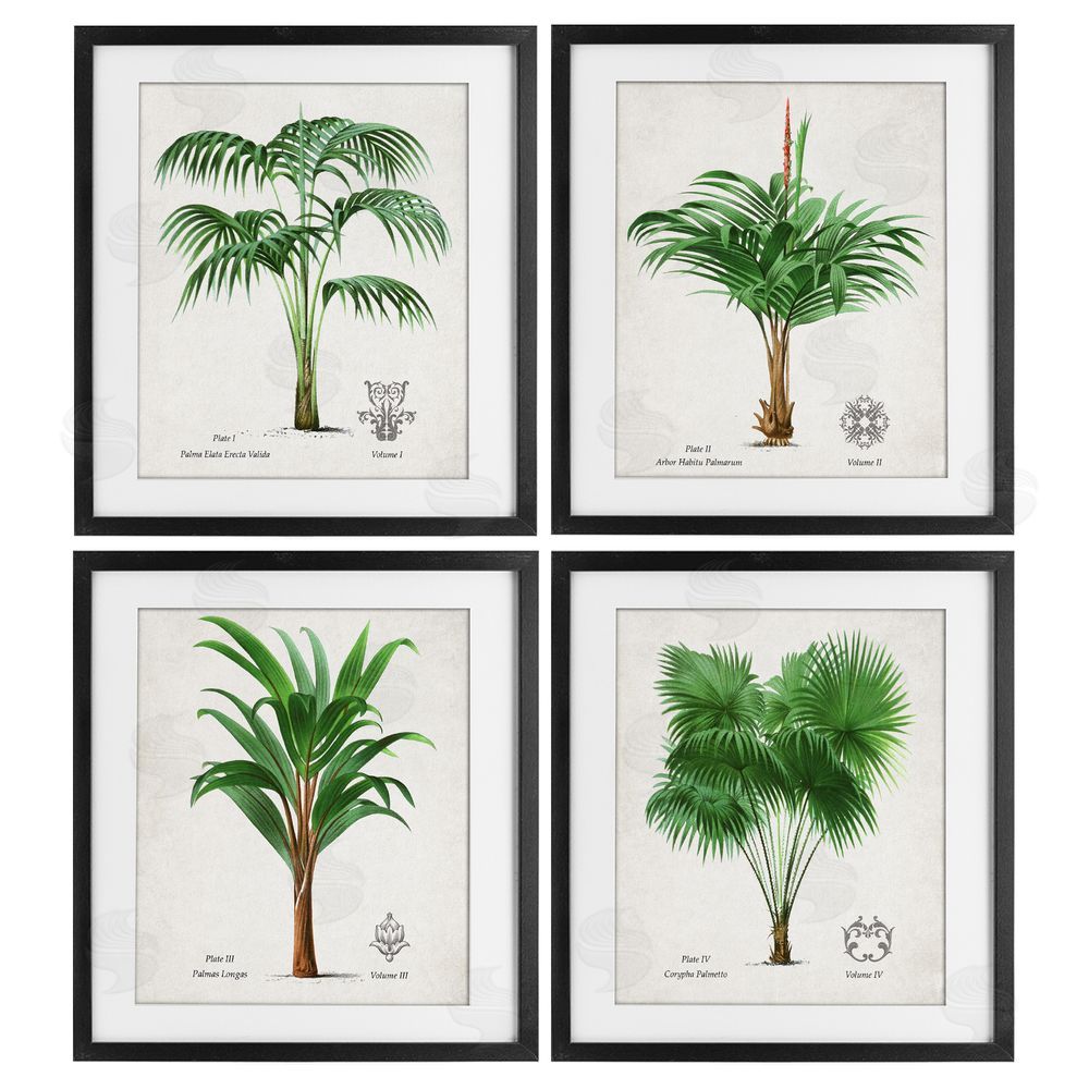 Natalie Carpentieri Palm Varieties Studies Black Framed Print Under Glass Wall Art