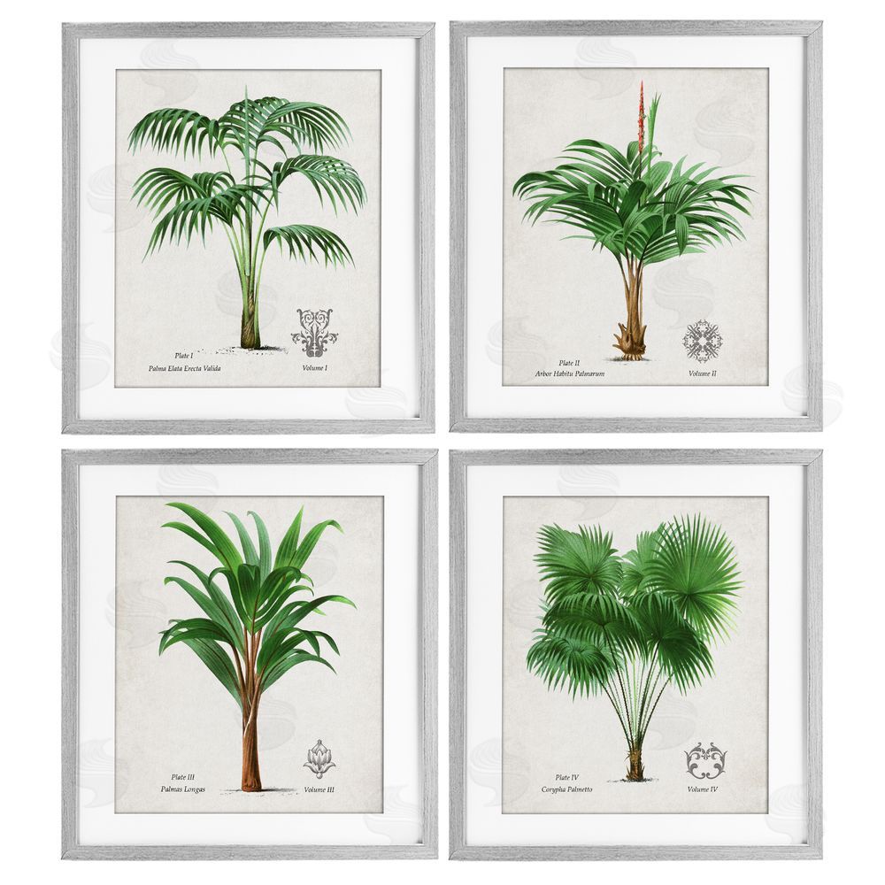 Natalie Carpentieri Palm Varieties Studies Gray Framed Print Under Glass Wall Art