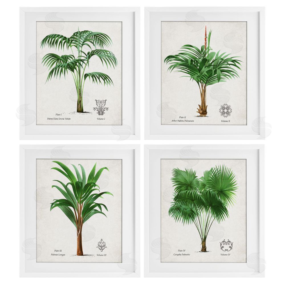 Natalie Carpentieri Palm Varieties Studies White Framed Print Under Glass Wall Art