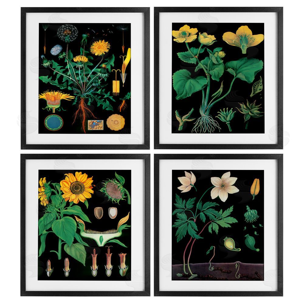Vintage Hustle Botanical Illustrations on Black Black Framed Print Under Glass Wall Art