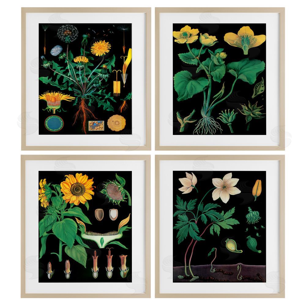 Vintage Hustle Botanical Illustrations on Black Birch Framed Print Under Glass Wall Art