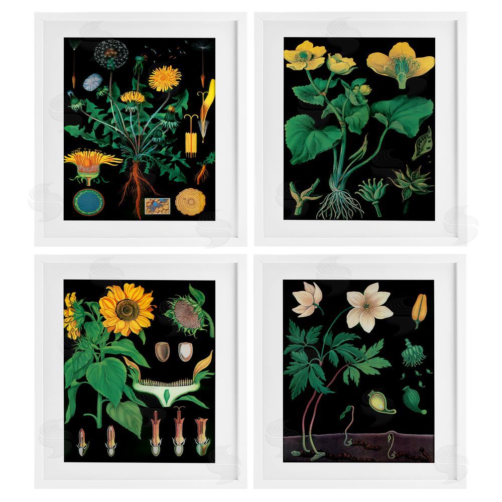 Vintage Hustle Botanical Illustrations on Black White Framed Print Under Glass Wall Art