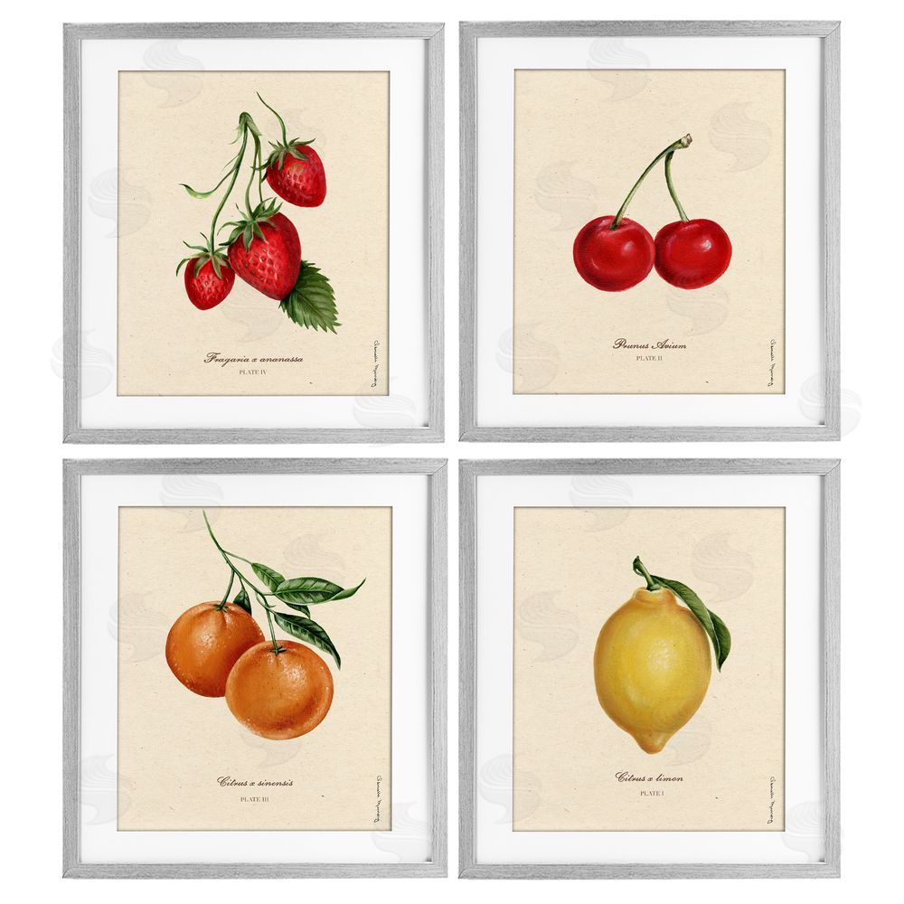 Courtney Davis Inc Vintage Fruit Portraits Gray Framed Print Under Glass Wall Art