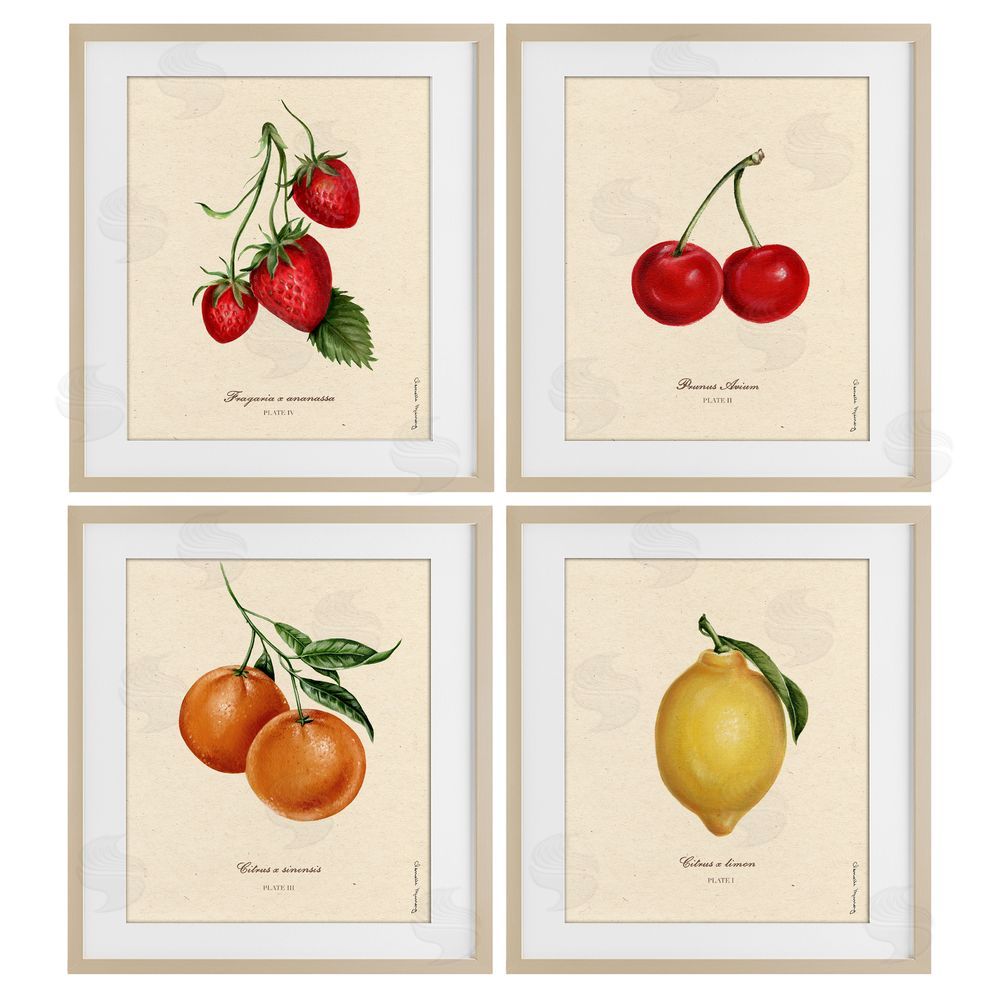 Courtney Davis Inc Vintage Fruit Portraits Birch Framed Print Under Glass Wall Art