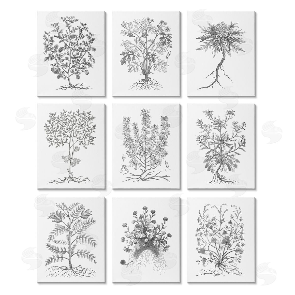 World Art Group Vintage Plant Study Illustration Leaves Roots Canvas Wall Art Print