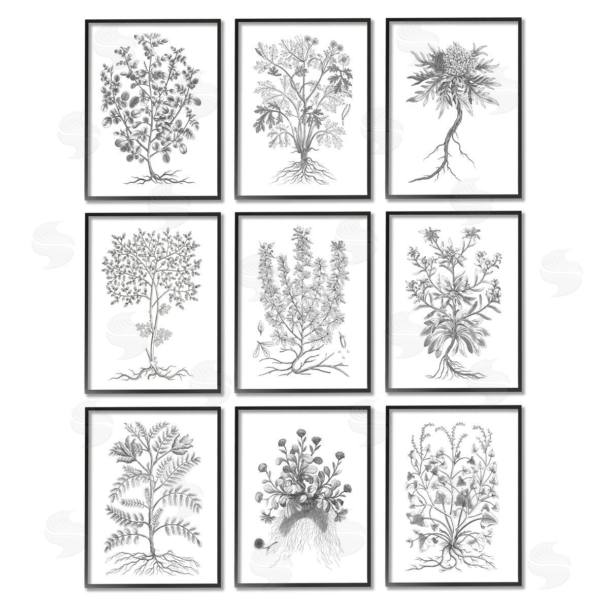 World Art Group Vintage Plant Study Illustration Leaves Roots Black Framed Giclee Wall Art Print