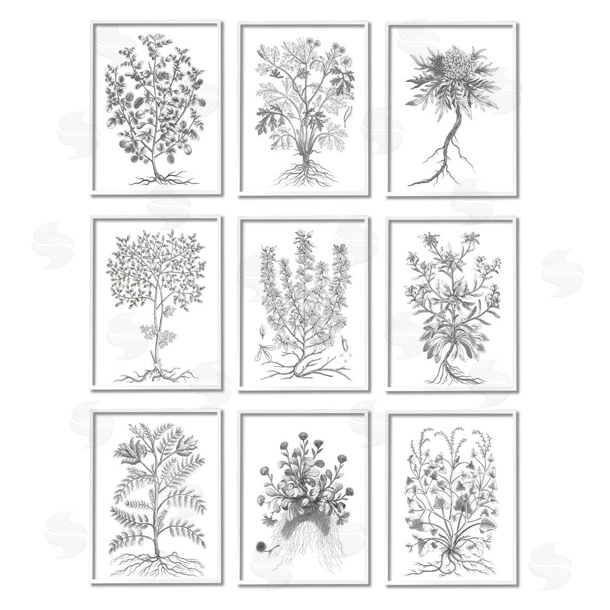 World Art Group Vintage Plant Study Illustration Leaves Roots White Framed Giclee Wall Art Print
