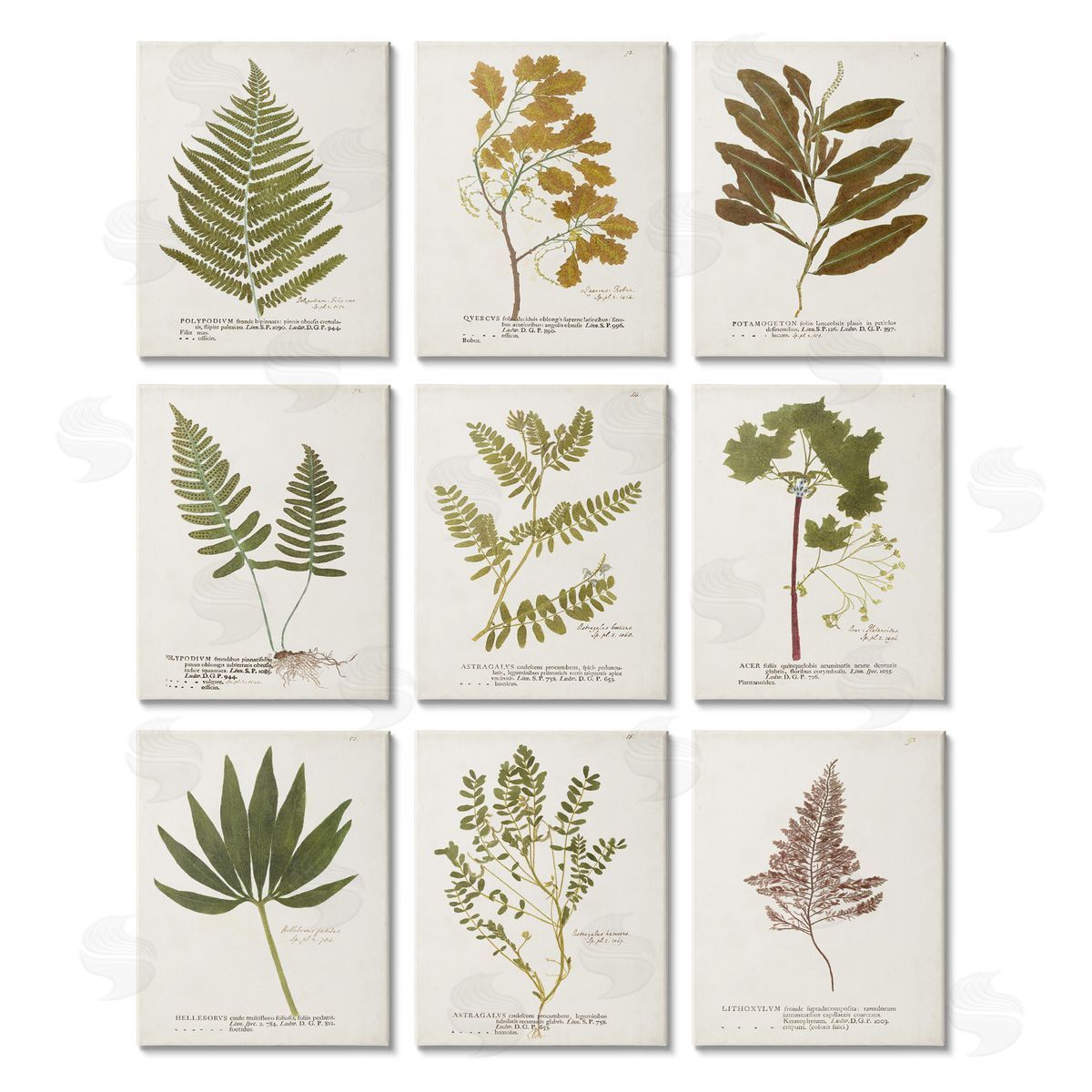 World Art Group Delicate Pressed Botanicals Vintage Study Canvas Wall Art Print