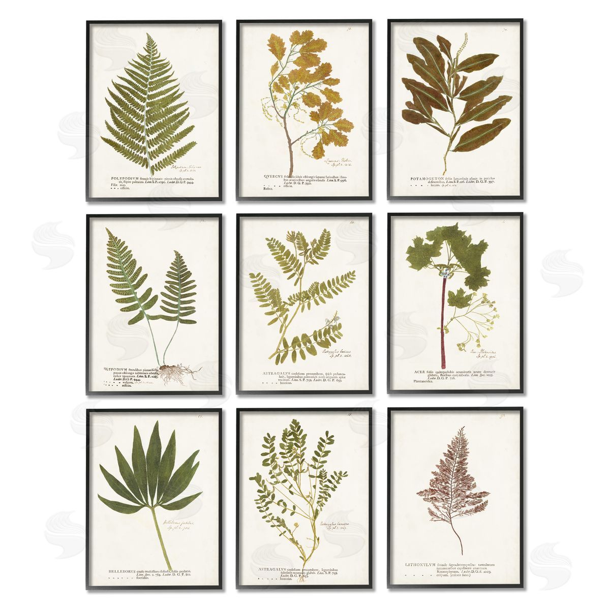 World Art Group Delicate Pressed Botanicals Vintage Study Black Framed Giclee Wall Art Print