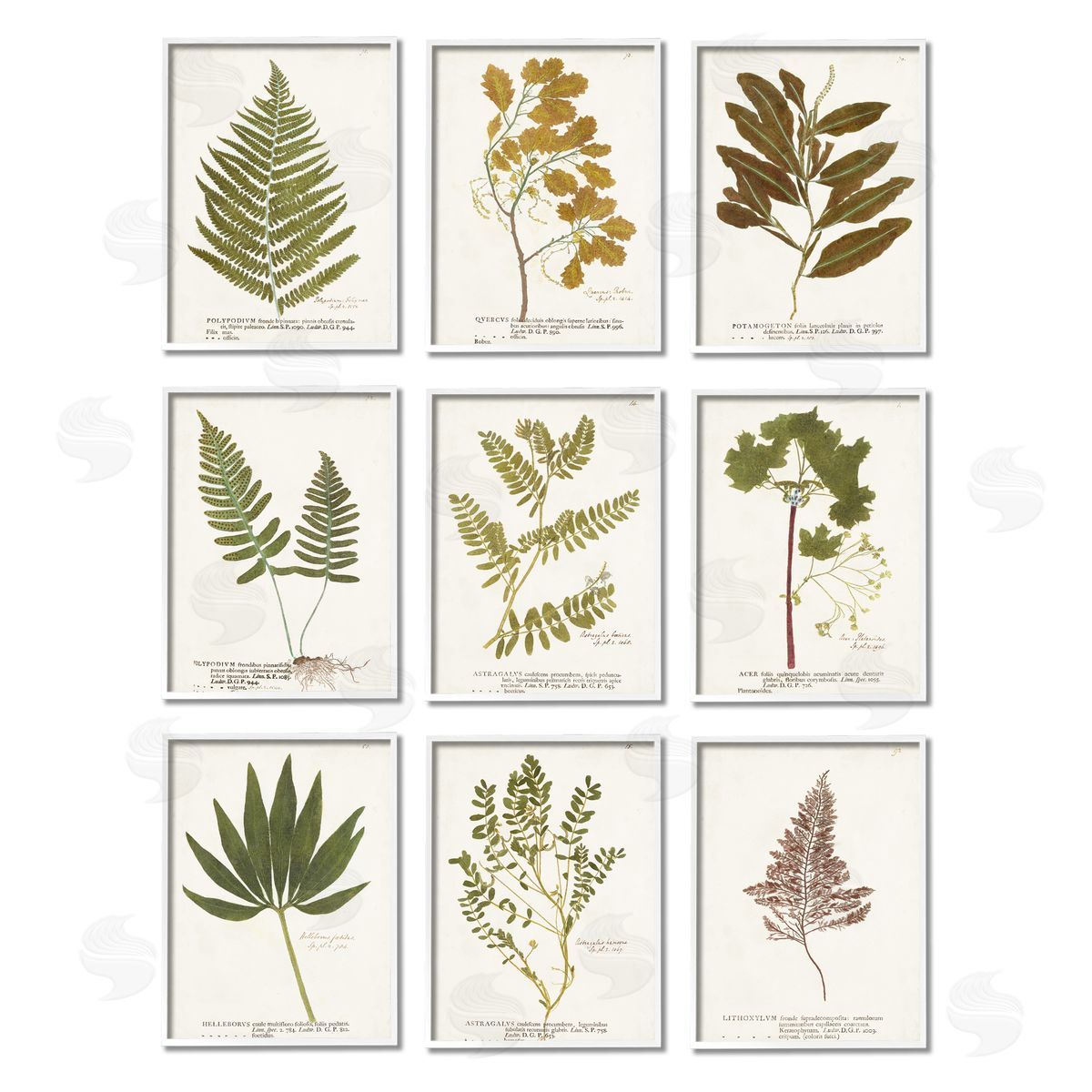 World Art Group Delicate Pressed Botanicals Vintage Study White Framed Giclee Wall Art Print