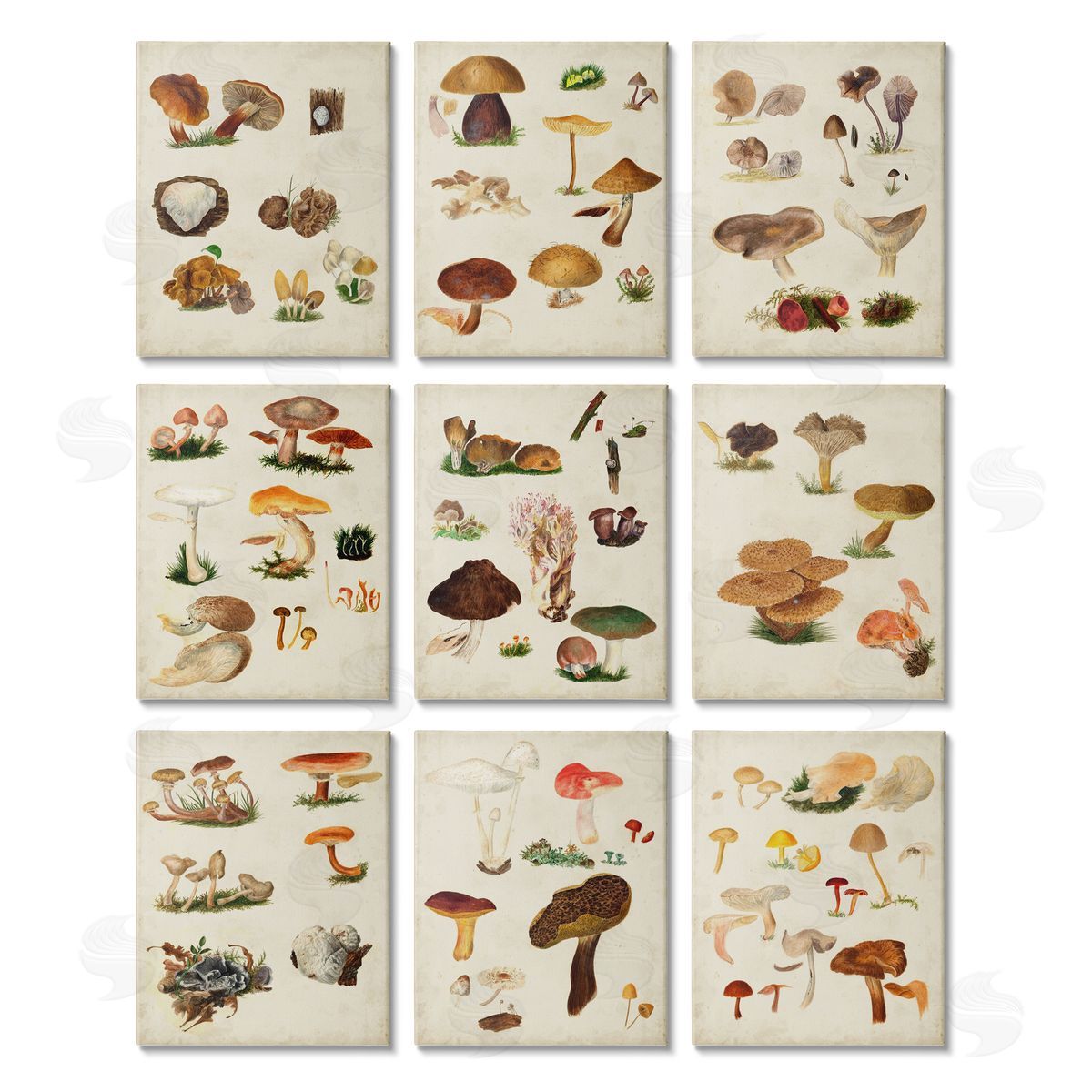 Vision Studio Various Rustic Mushrooms Vegetal Nature Canvas Wall Art Print