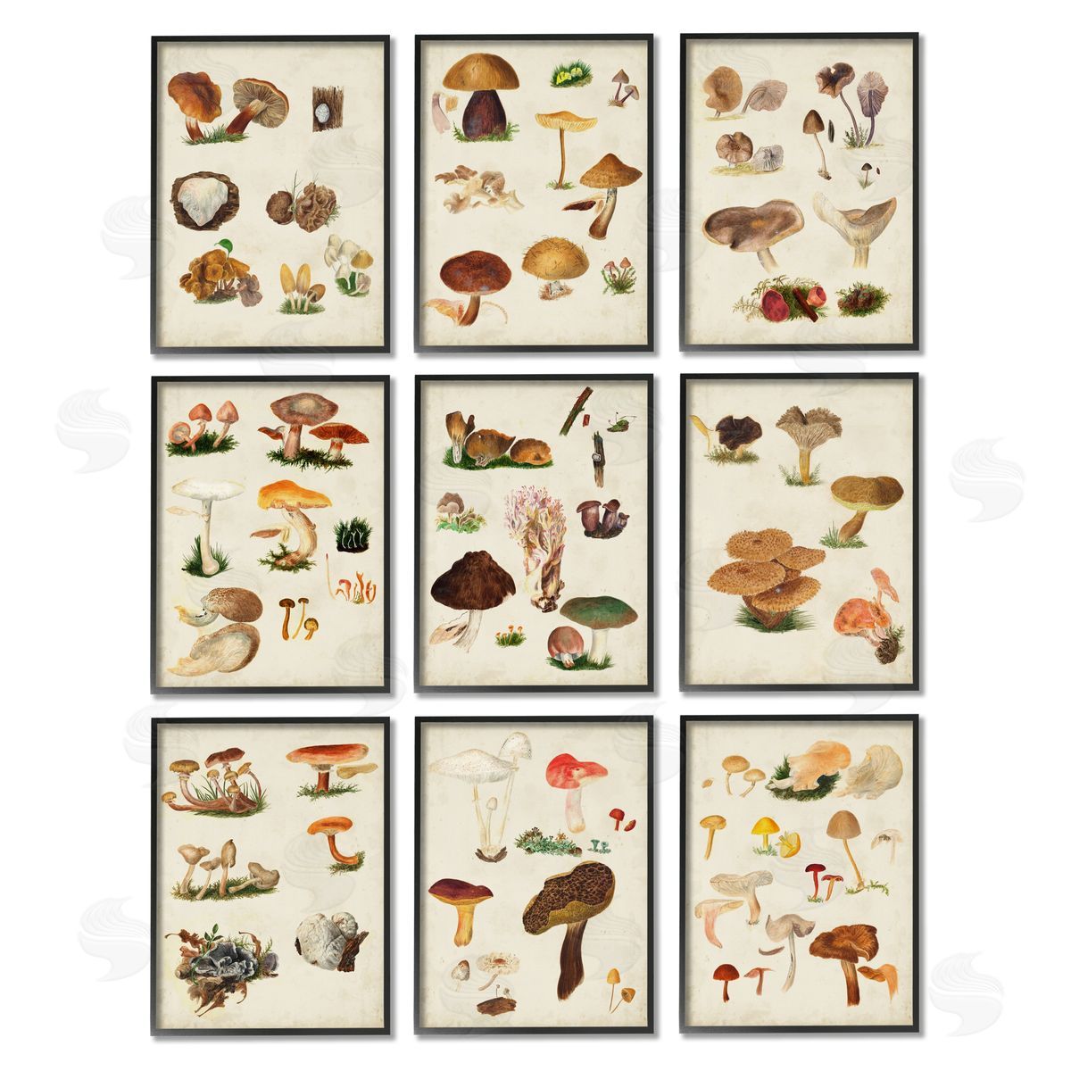Vision Studio Various Rustic Mushrooms Vegetal Nature Black Framed Giclee Wall Art Print