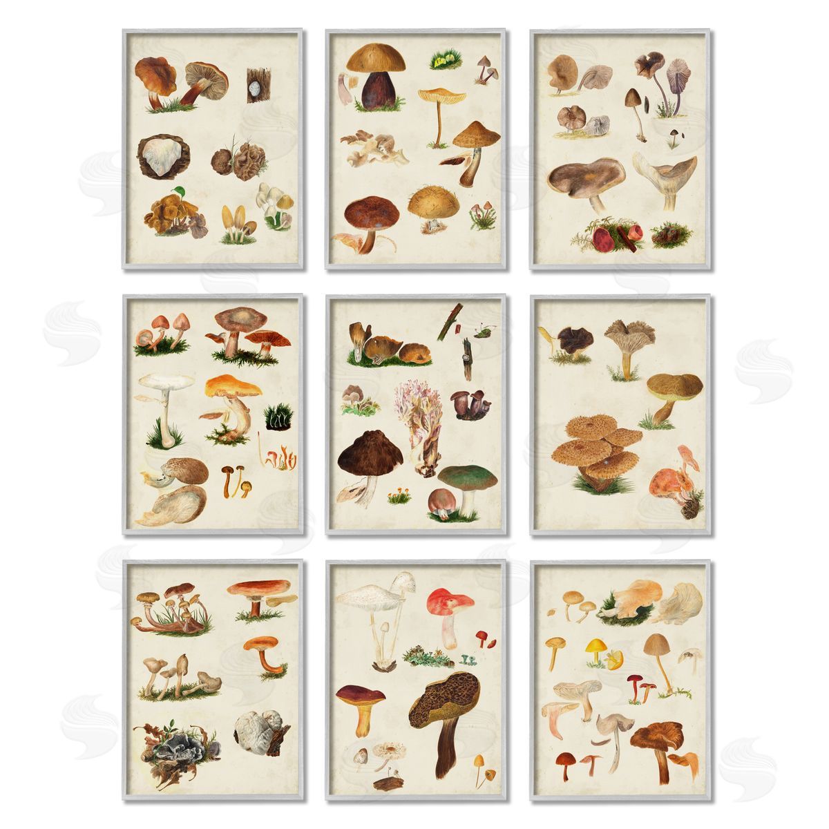 Vision Studio Various Rustic Mushrooms Vegetal Nature Gray Framed Giclee Wall Art Print