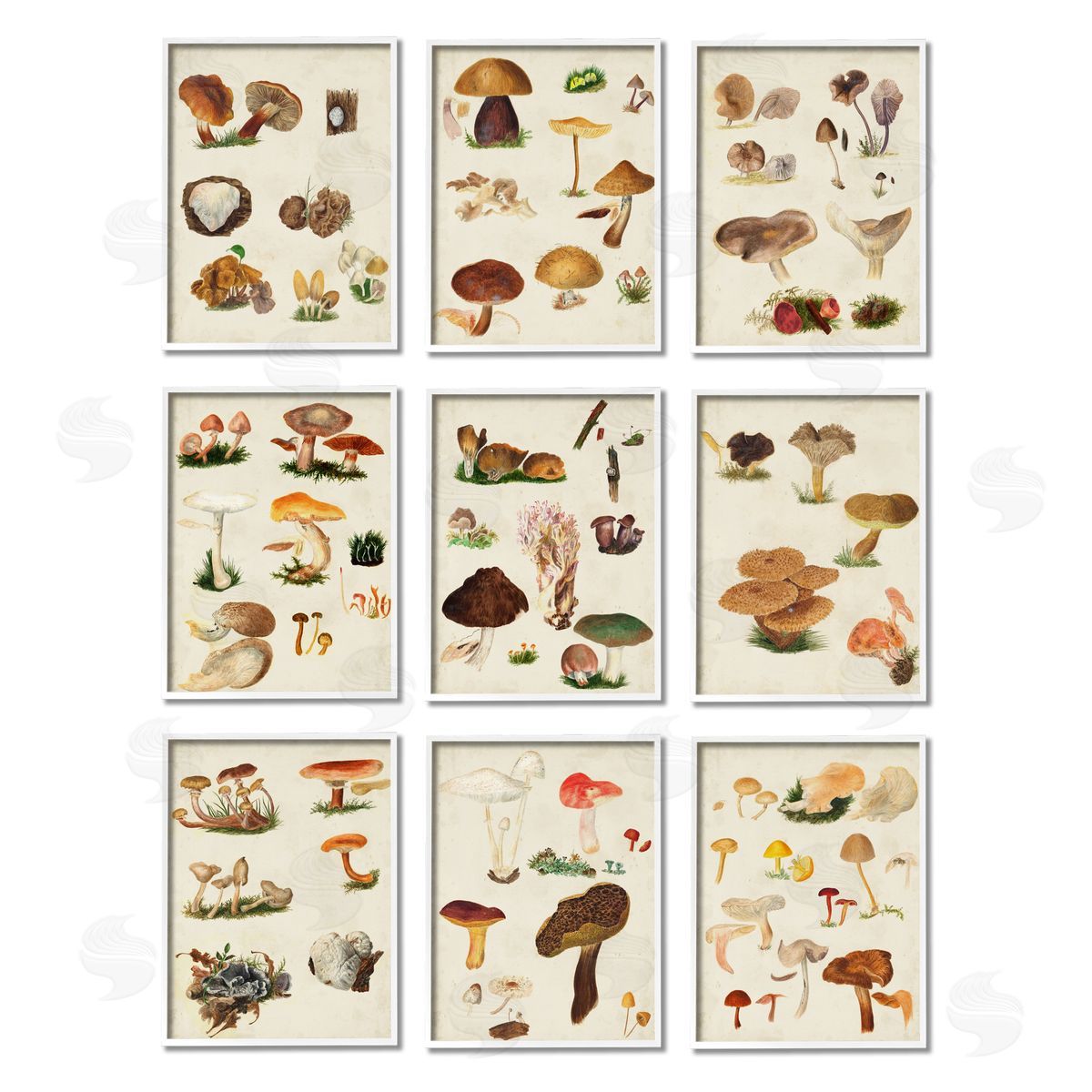 Vision Studio Various Rustic Mushrooms Vegetal Nature White Framed Giclee Wall Art Print