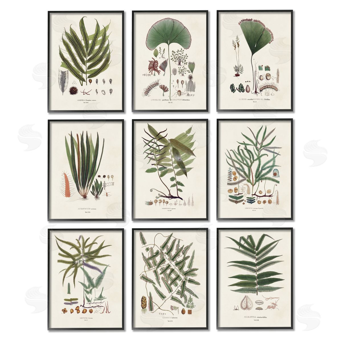 Vision Studio Antique Leaves Vintage Studies Black Framed Giclee Wall Art Print