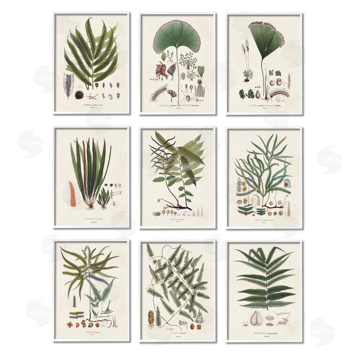 Vision Studio Antique Leaves Vintage Studies White Framed Giclee Wall Art Print