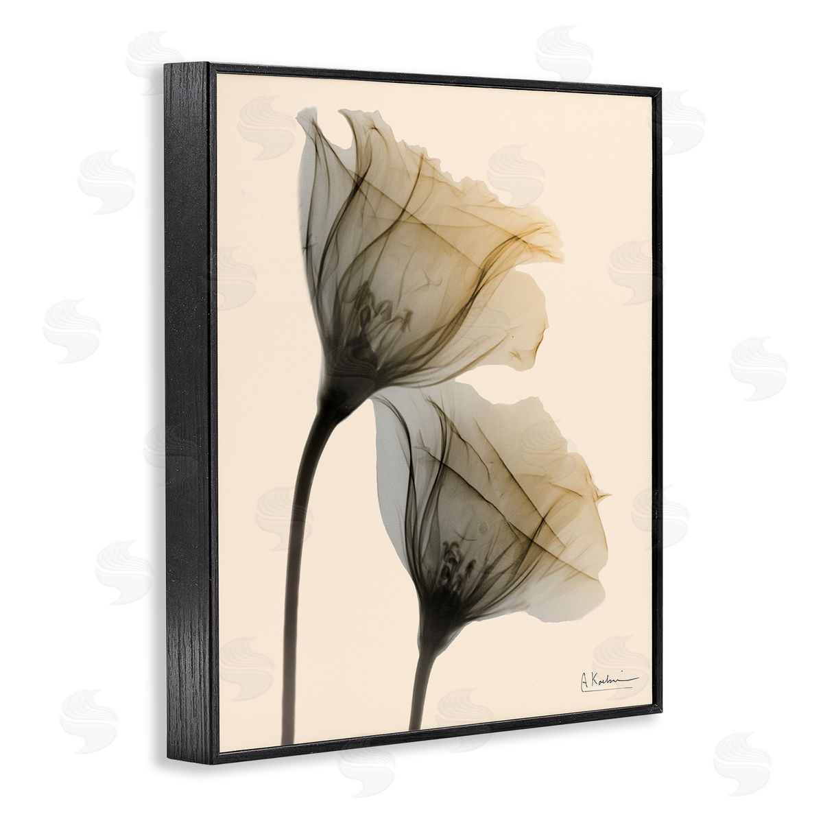 Neutral Light Flower Photograph Black Frame Print Wall Art, Home Decor by Albert Koetsier