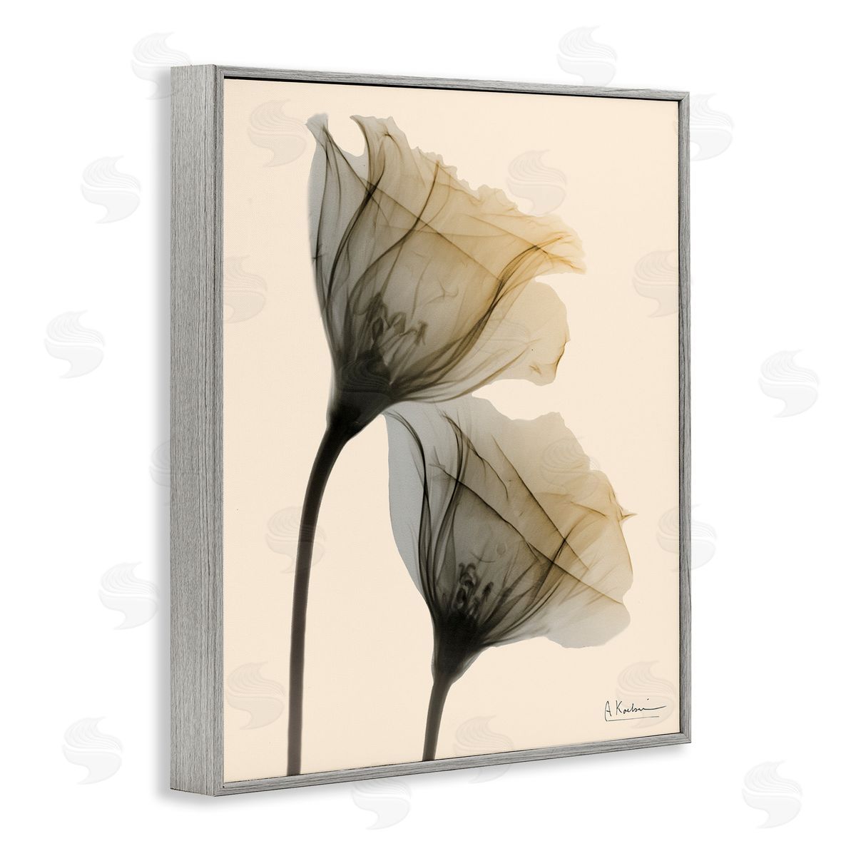 Neutral Light Flower Photograph Grey Frame Print Wall Art, Home Decor by Albert Koetsier