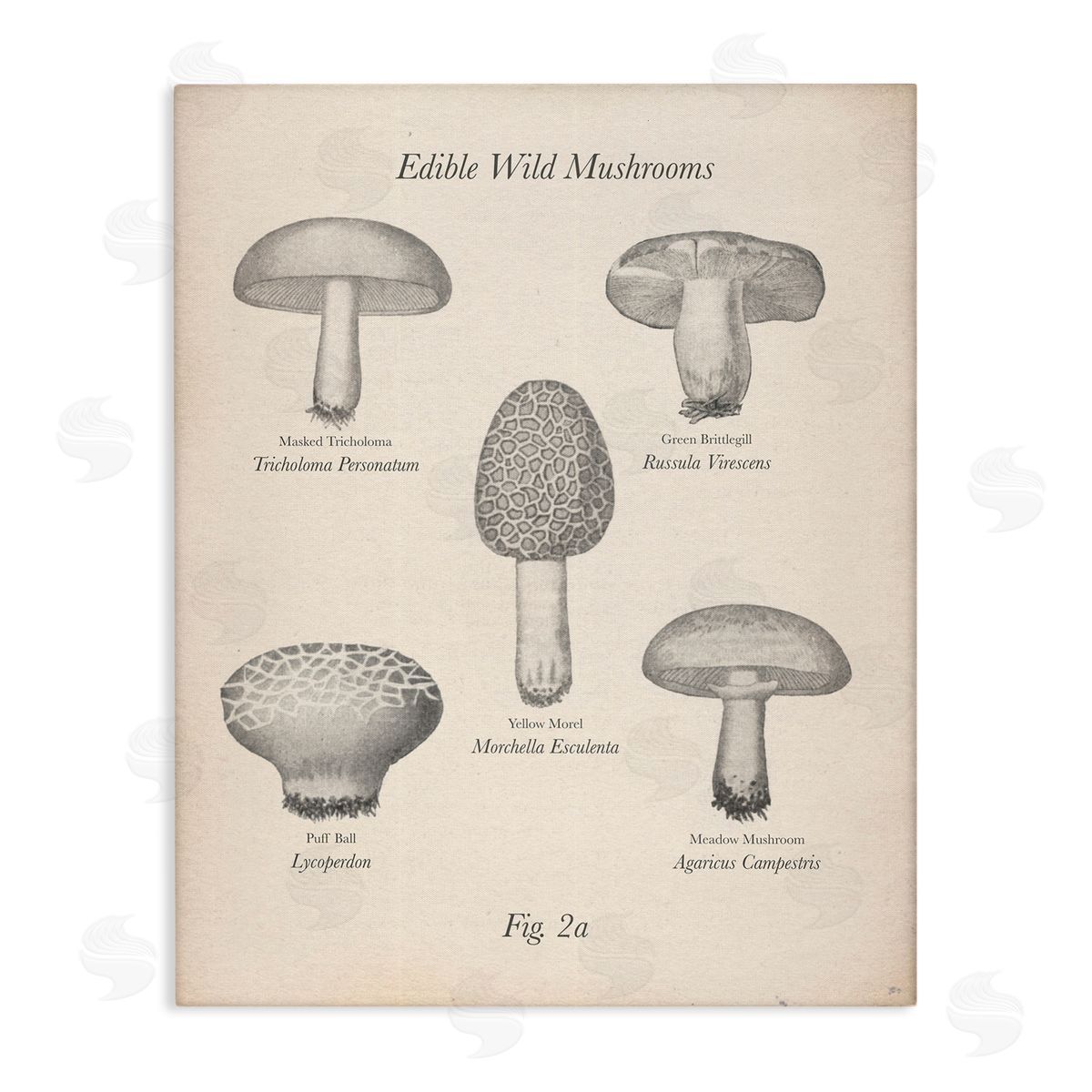 Edible Wild Mushrooms Vintage Canvas Wall Art, Home Decor by The Saturday Evening Post
