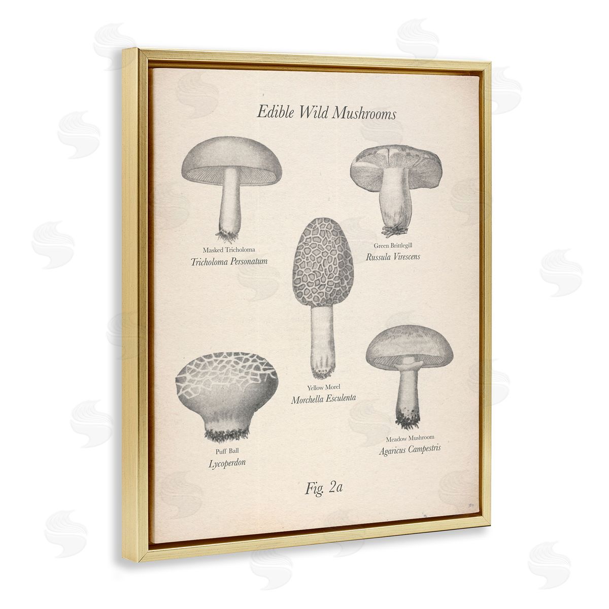 Edible Wild Mushrooms Vintage Gold Floating Frame Canvas Wall Art, Home Decor by The Saturday Evening Post