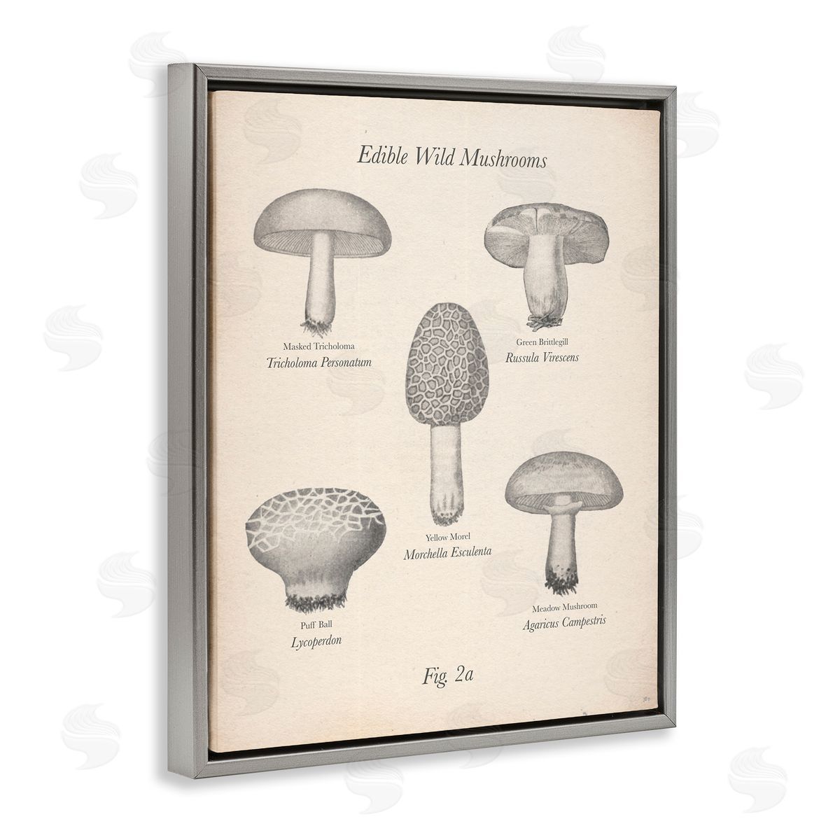 Edible Wild Mushrooms Vintage Grey Floating Frame Canvas Wall Art, Home Decor by The Saturday Evening Post