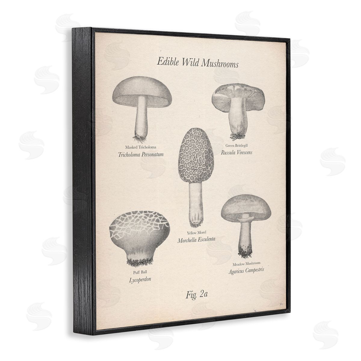 Edible Wild Mushrooms Vintage Black Frame Print Wall Art, Home Decor by The Saturday Evening Post