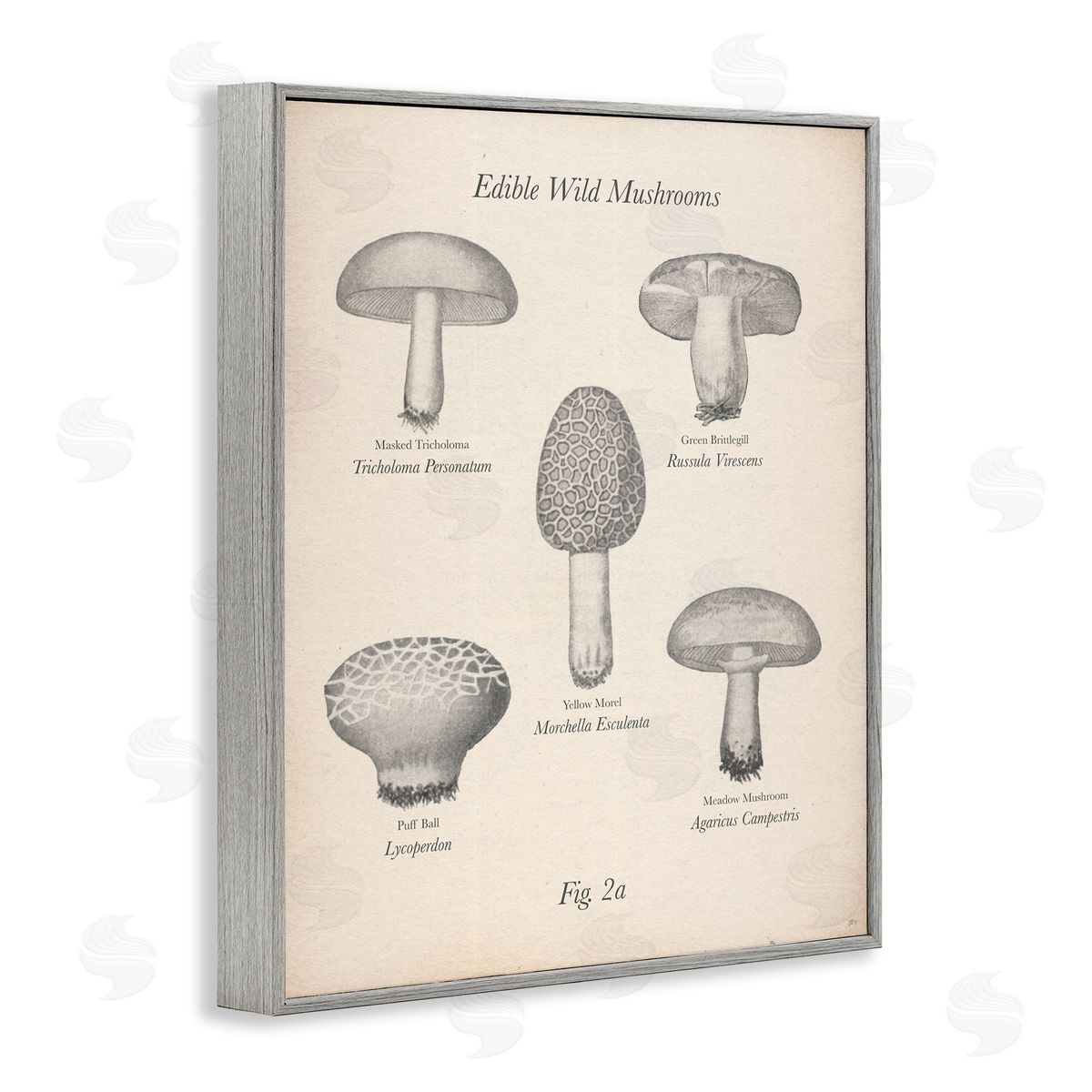 Edible Wild Mushrooms Vintage Grey Frame Print Wall Art, Home Decor by The Saturday Evening Post