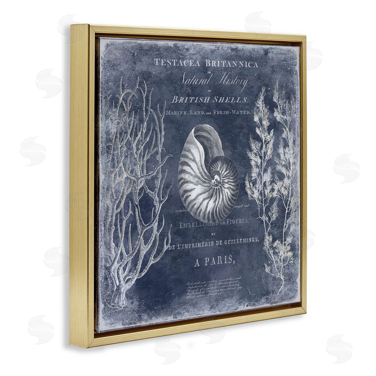 Vintage European Shells Gold Floating Frame Canvas Wall Art, Home Decor by Deborah Devellier