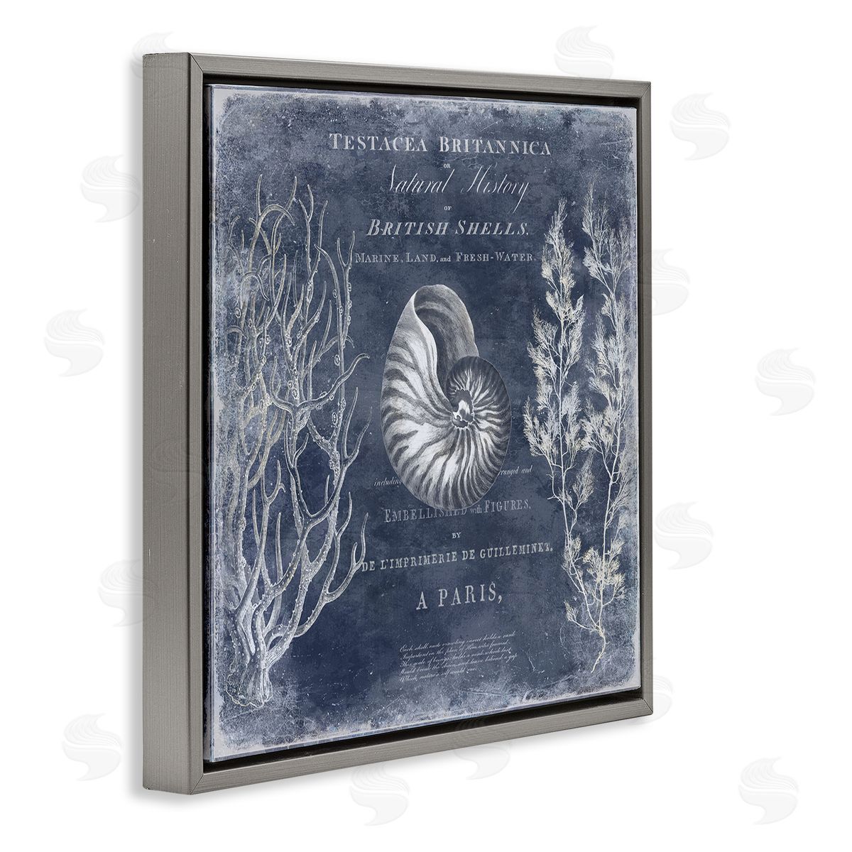 Vintage European Shells Grey Floating Frame Canvas Wall Art, Home Decor by Deborah Devellier