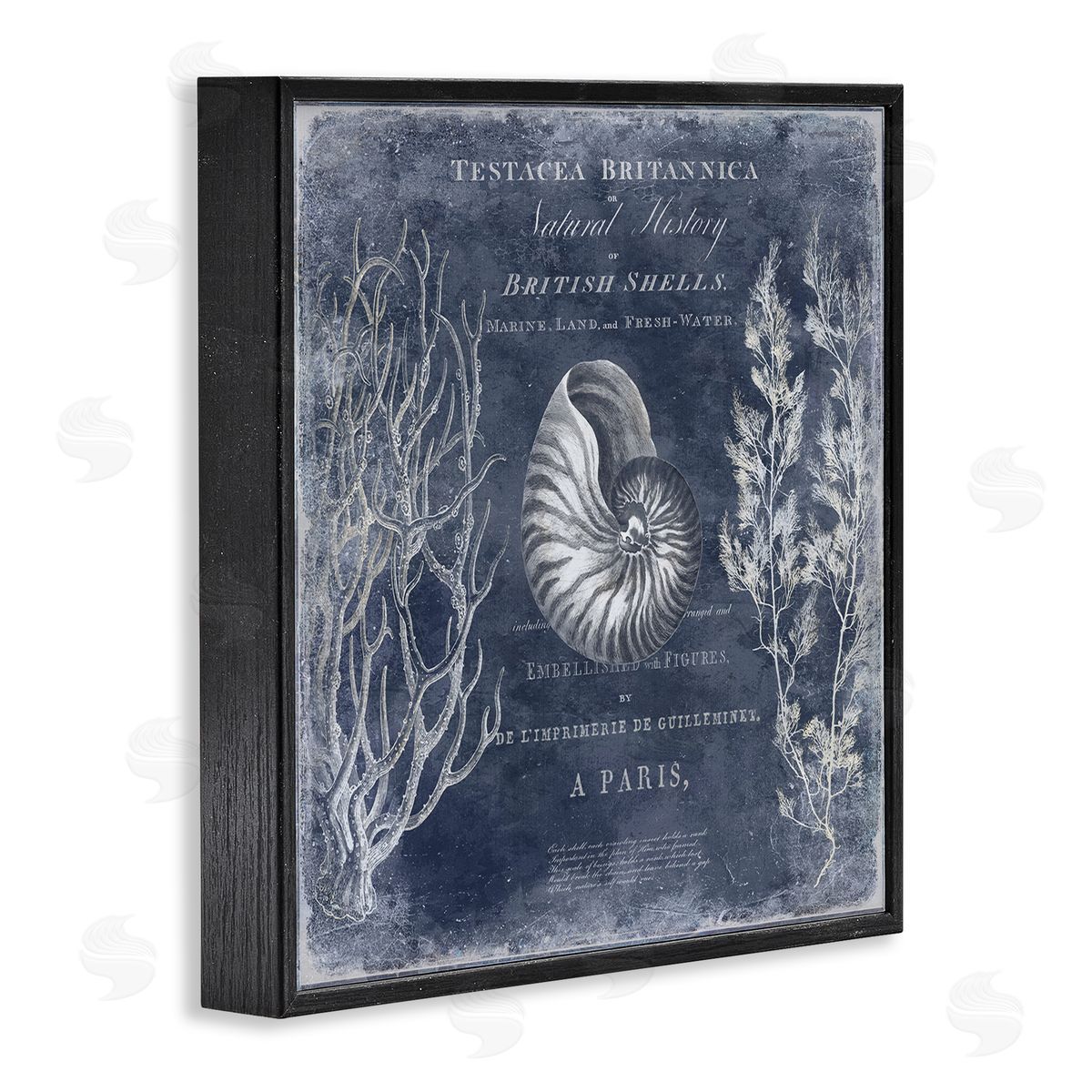 Vintage European Shells Black Frame Print Wall Art, Home Decor by Deborah Devellier