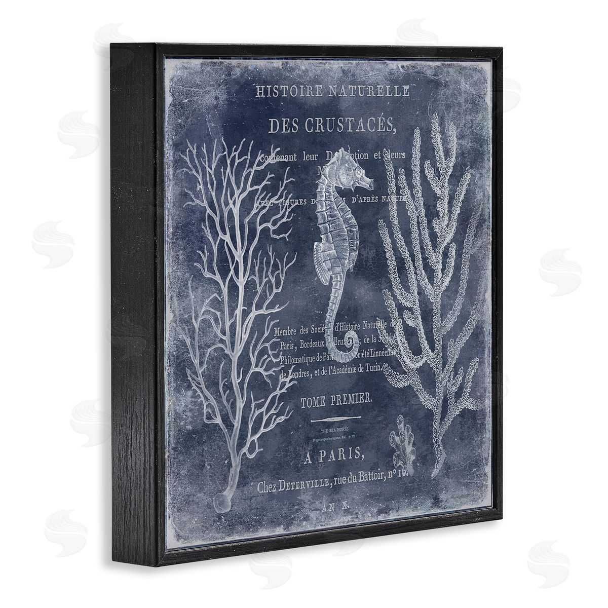 Vintage European Seahorse Black Frame Print Wall Art, Home Decor by Deborah Devellier