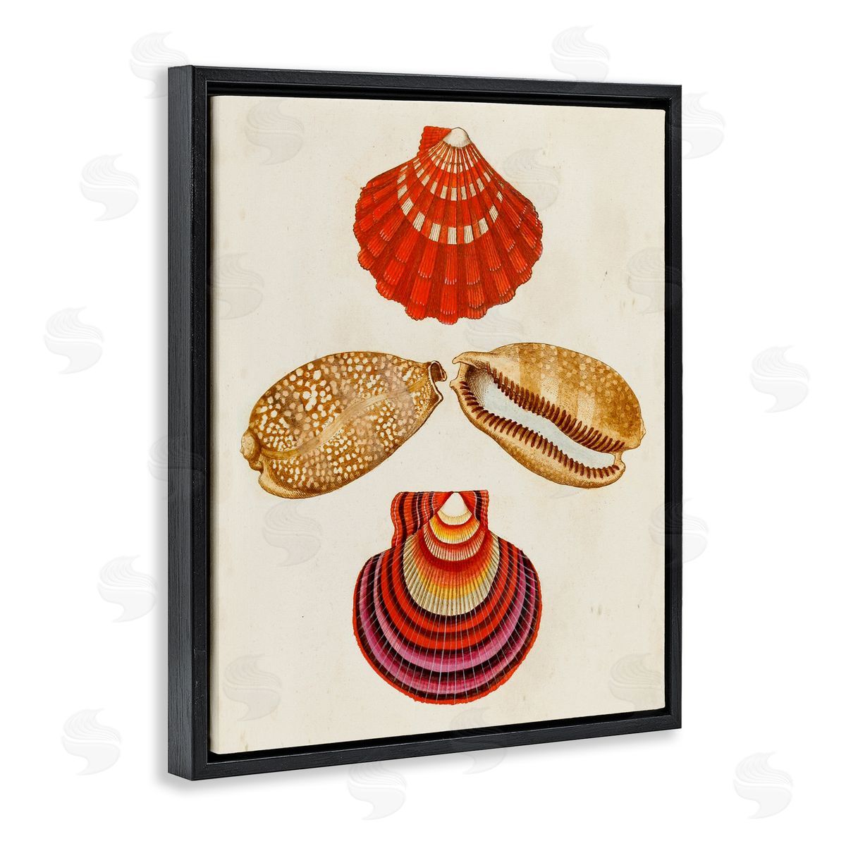 Antique Speckled Sea Shells Black Floating Frame Canvas Wall Art, Home Decor by G.W. Knorr