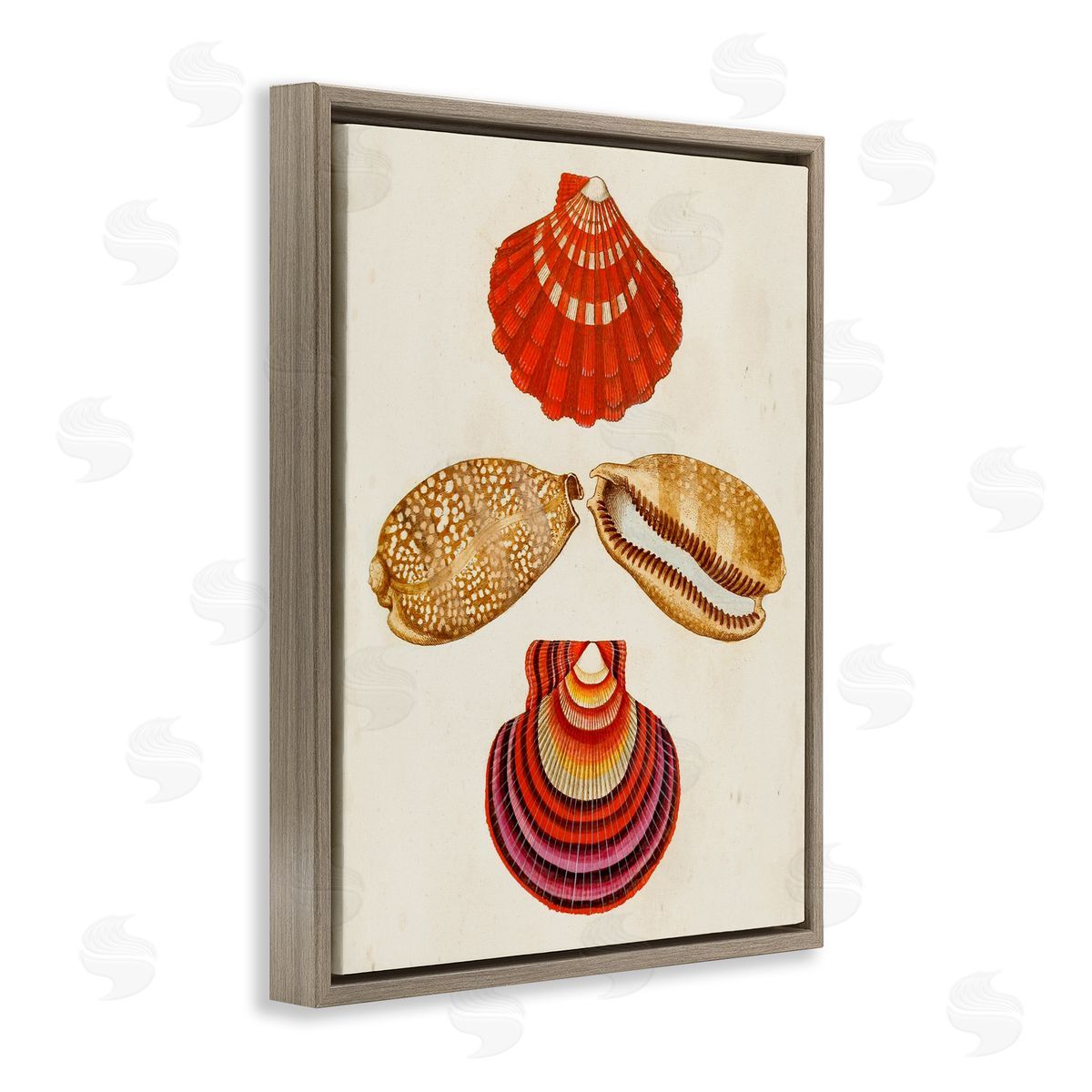 Antique Speckled Sea Shells Brown Floating Frame Canvas Wall Art, Home Decor by G.W. Knorr