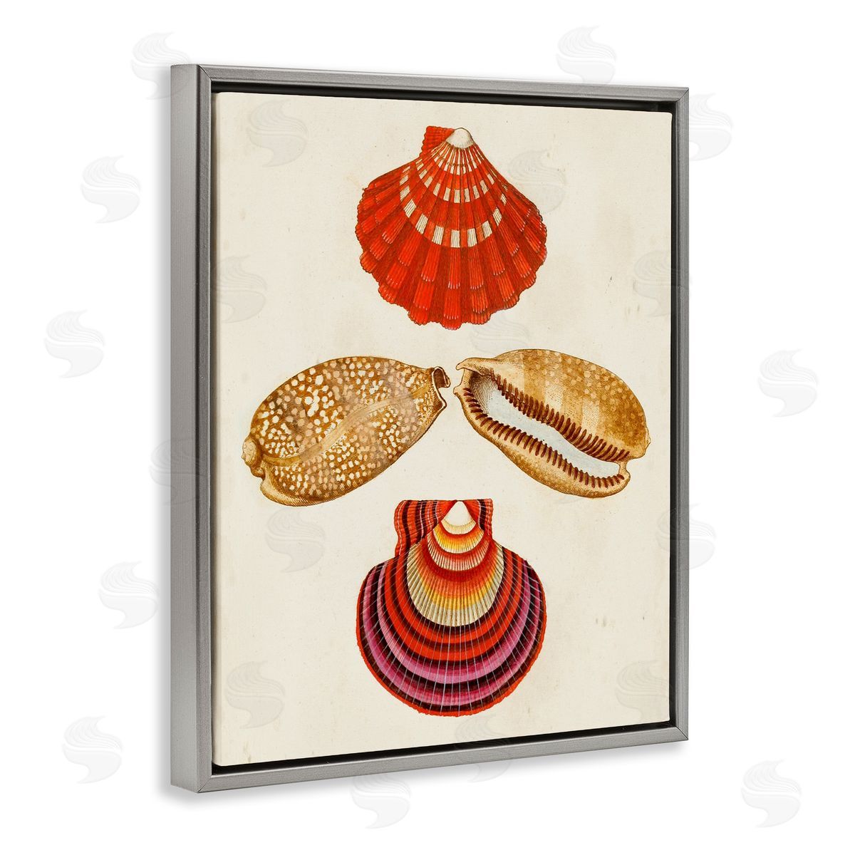 Antique Speckled Sea Shells Grey Floating Frame Canvas Wall Art, Home Decor by G.W. Knorr
