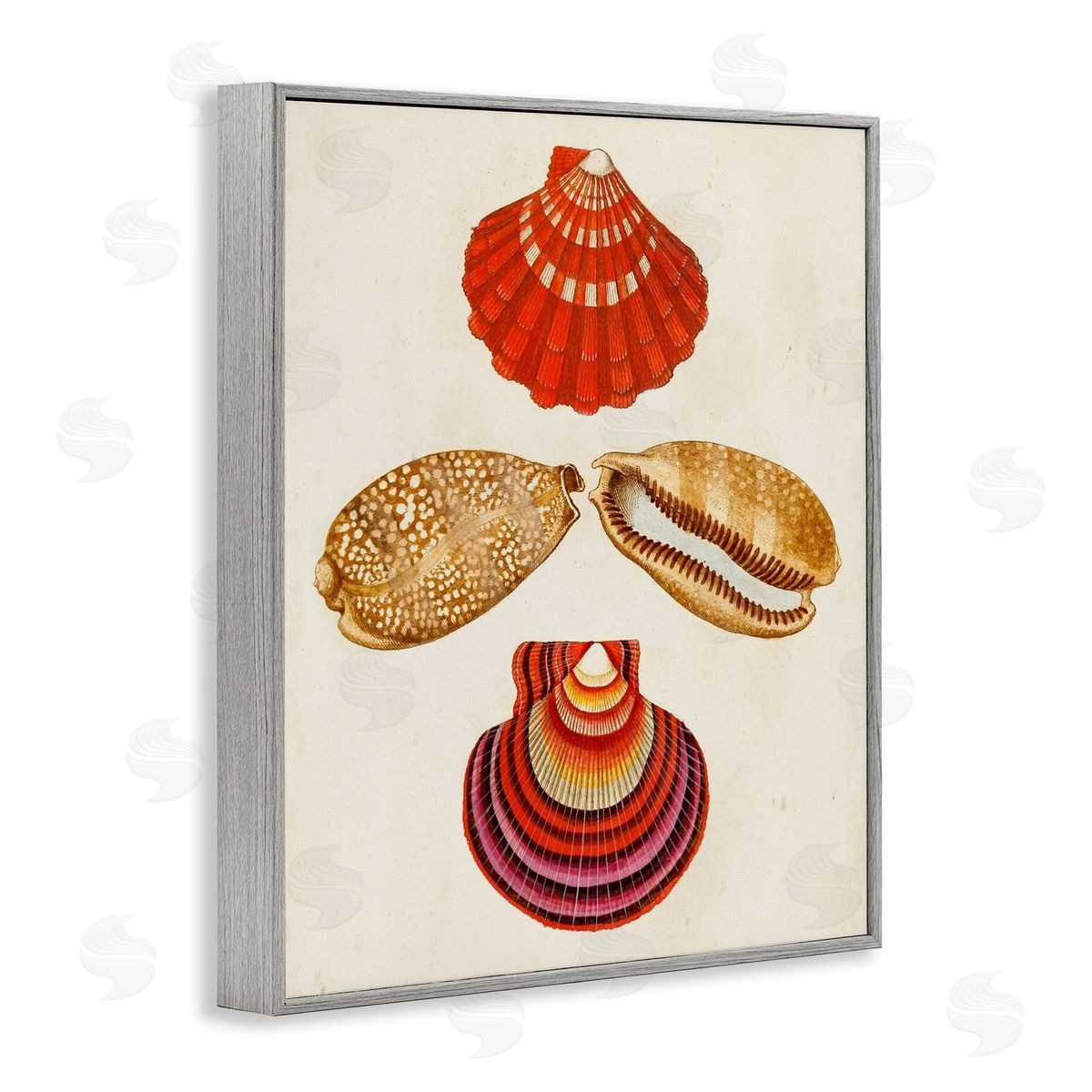 Antique Speckled Sea Shells Grey Frame Print Wall Art, Home Decor by G.W. Knorr