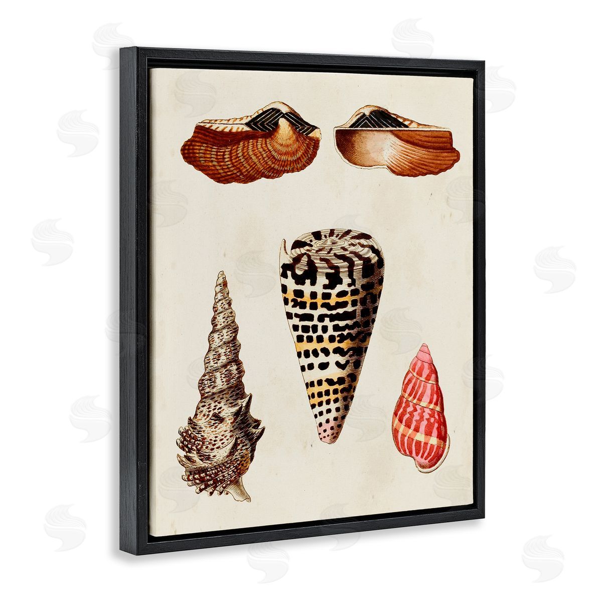 Antique Spiral Sea Shells Black Floating Frame Canvas Wall Art, Home Decor by G.W. Knorr