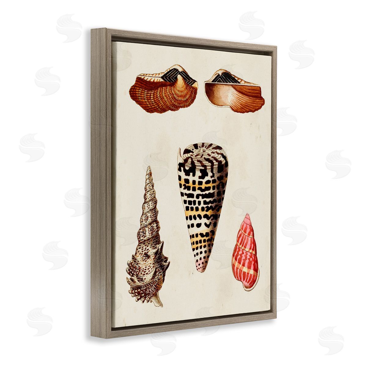 Antique Spiral Sea Shells Brown Floating Frame Canvas Wall Art, Home Decor by G.W. Knorr