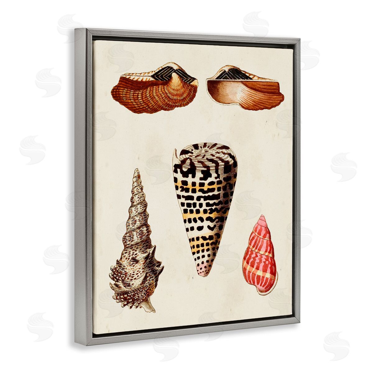 Antique Spiral Sea Shells Grey Floating Frame Canvas Wall Art, Home Decor by G.W. Knorr
