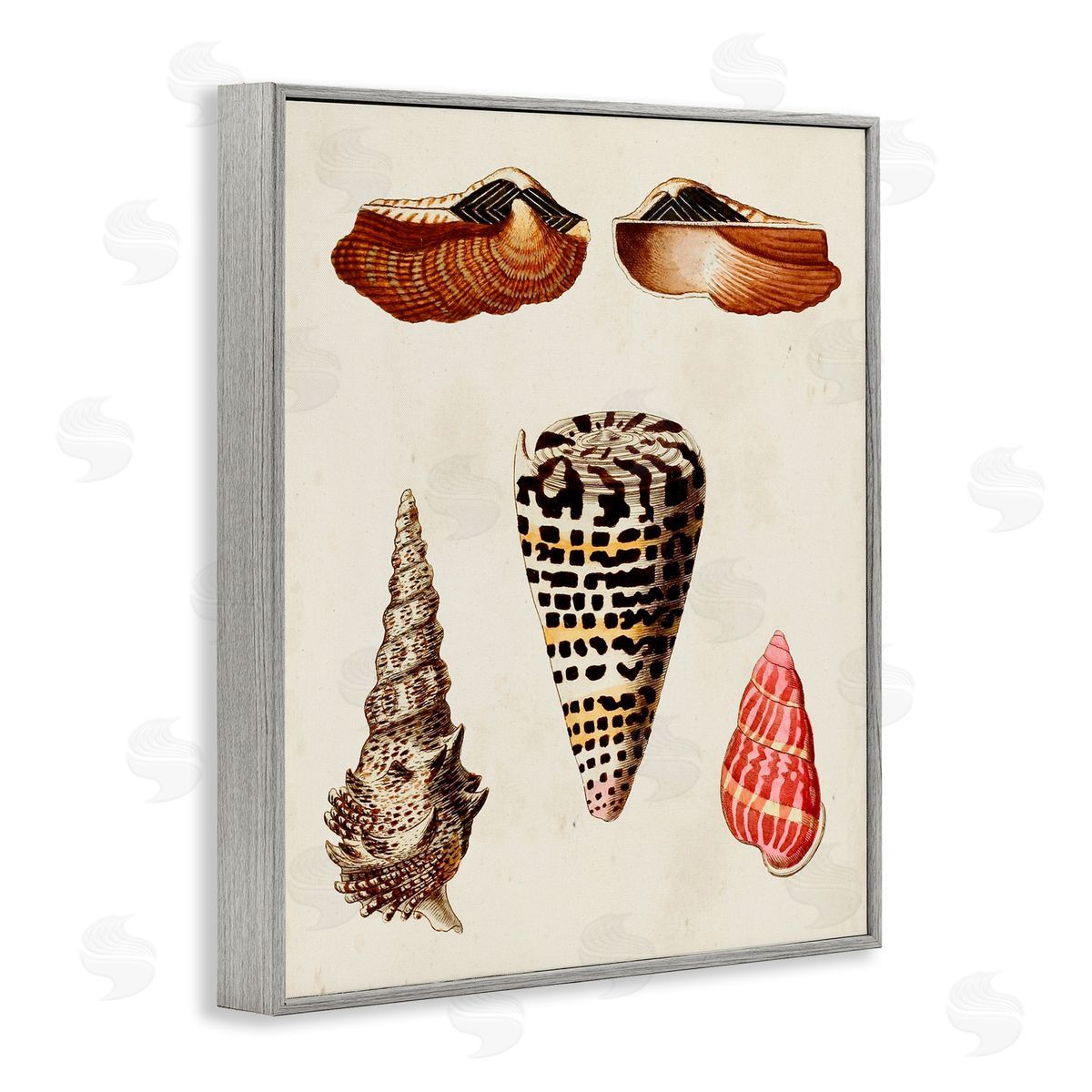 Antique Spiral Sea Shells Grey Frame Print Wall Art, Home Decor by G.W. Knorr