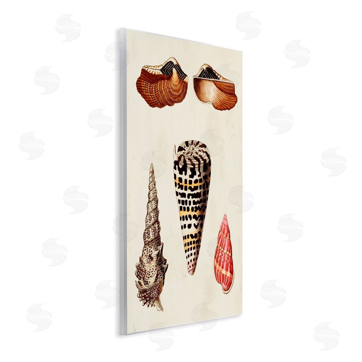 Antique Spiral Sea Shells Wood Plaque Wall Art, Home Decor by G.W. Knorr