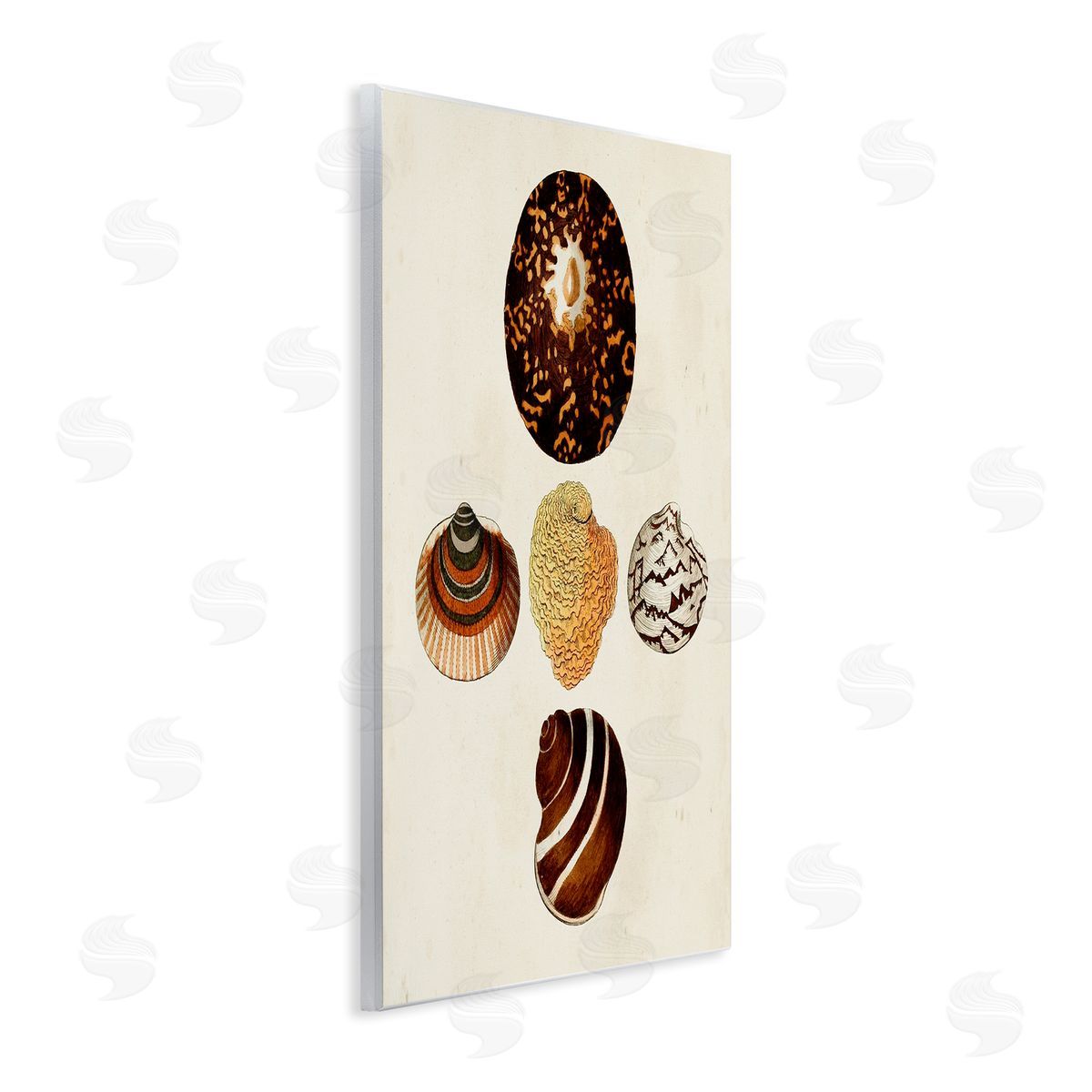 Antique Round Patterned Sea Shells Wood Plaque Wall Art, Home Decor by G.W. Knorr